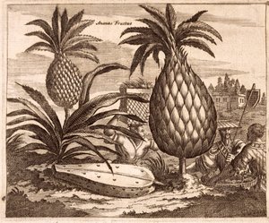 Culture de grands ananas, illustration tirée d